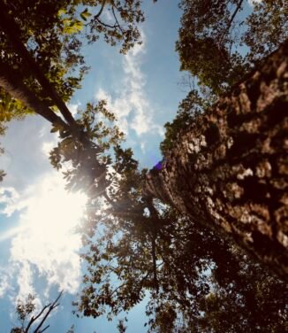 AT_01388
