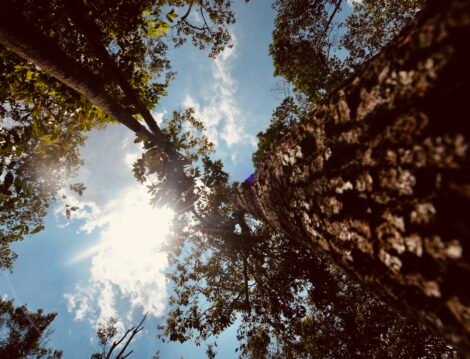 AT_01388